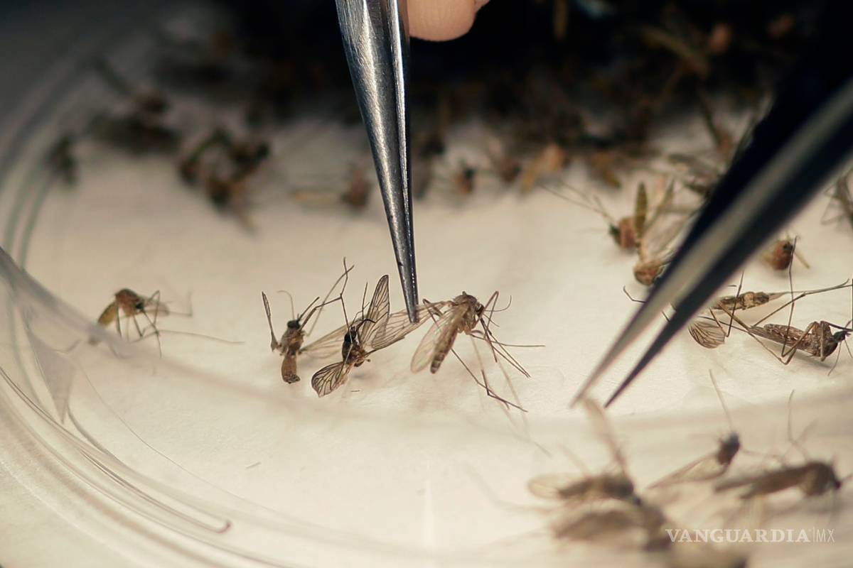 Dos mujeres estadunidenses abortan tras contagiarse con Zika