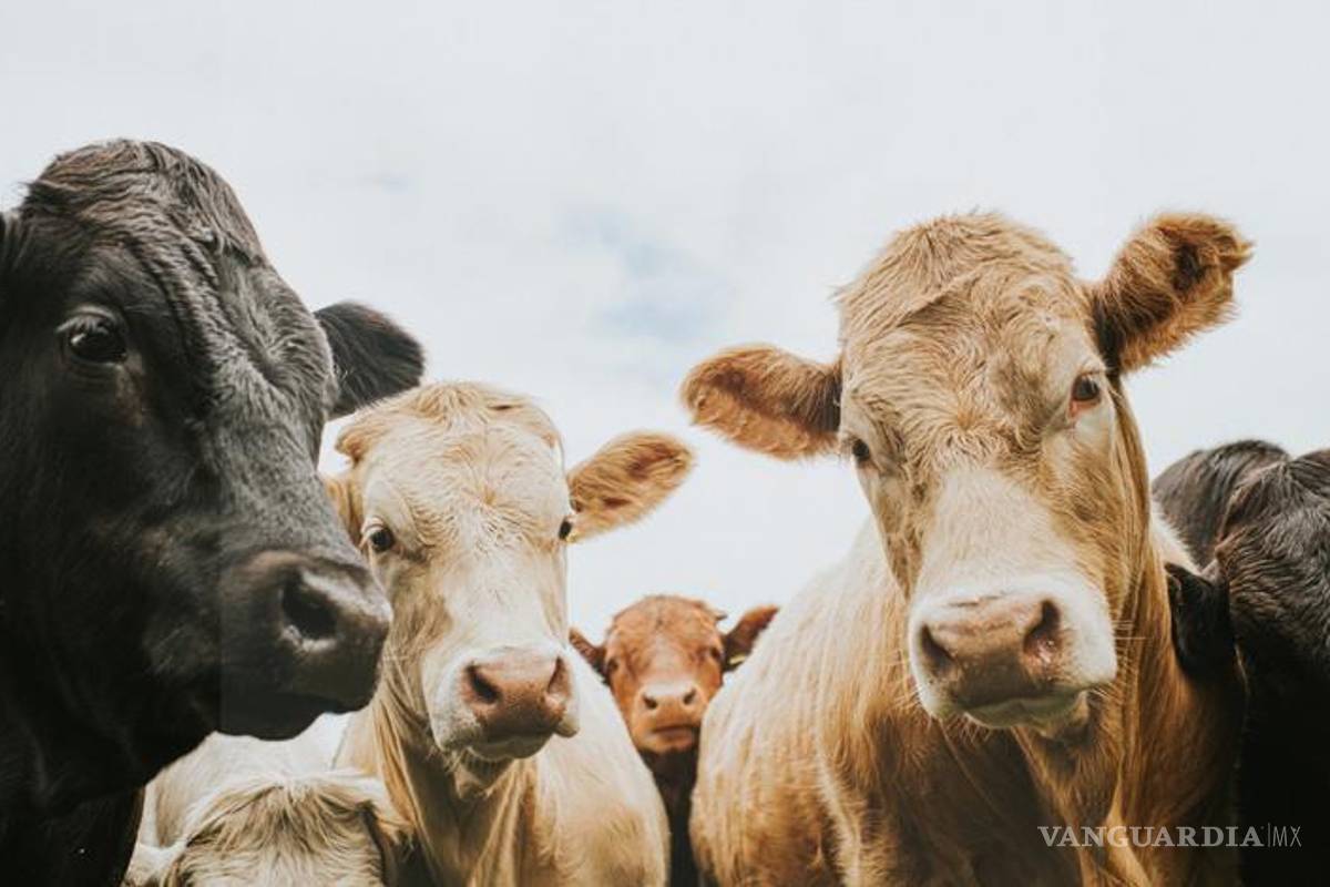 Mejora rastro y aumenta sacrificio en Acuña, presume Nabor Encinas