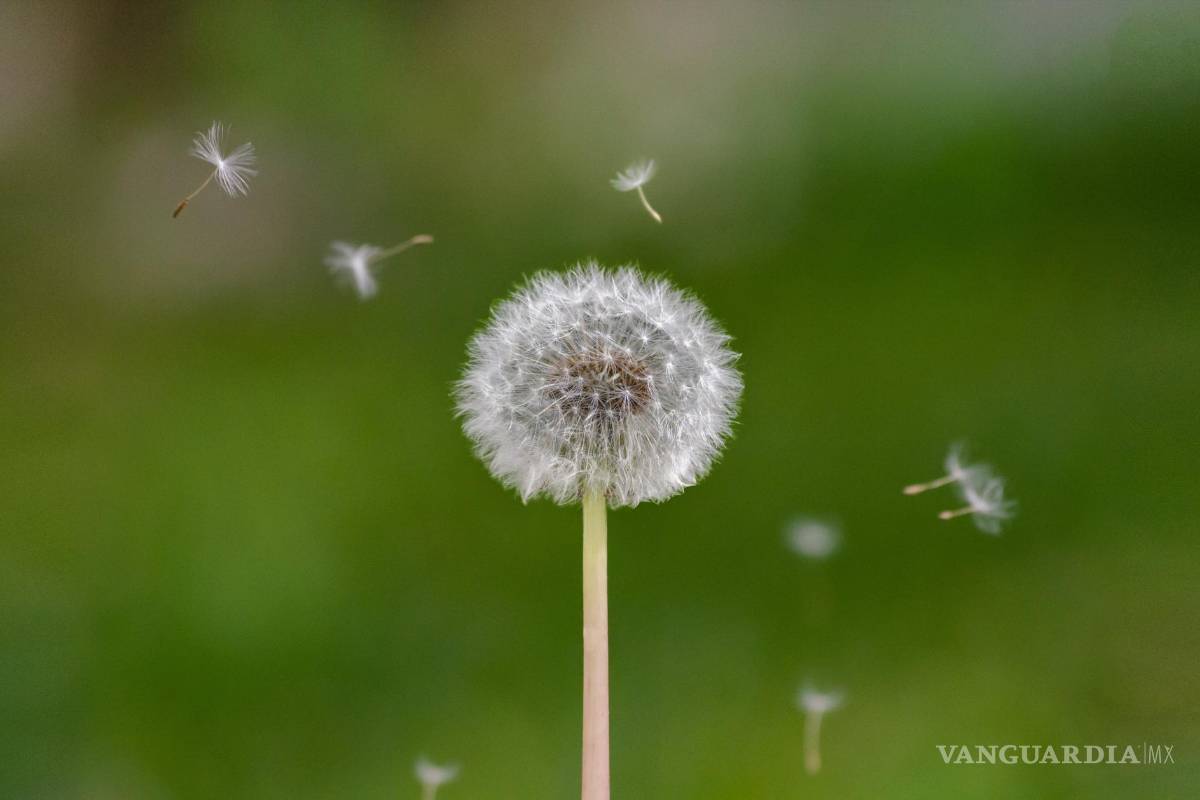 ¿Cuál es el efecto del té de diente de león en tu salud?