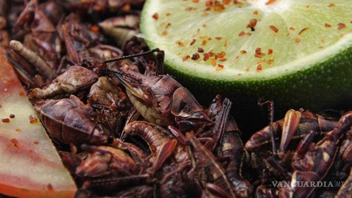 ¿Qué nutrientes aportan los insectos comestibles?