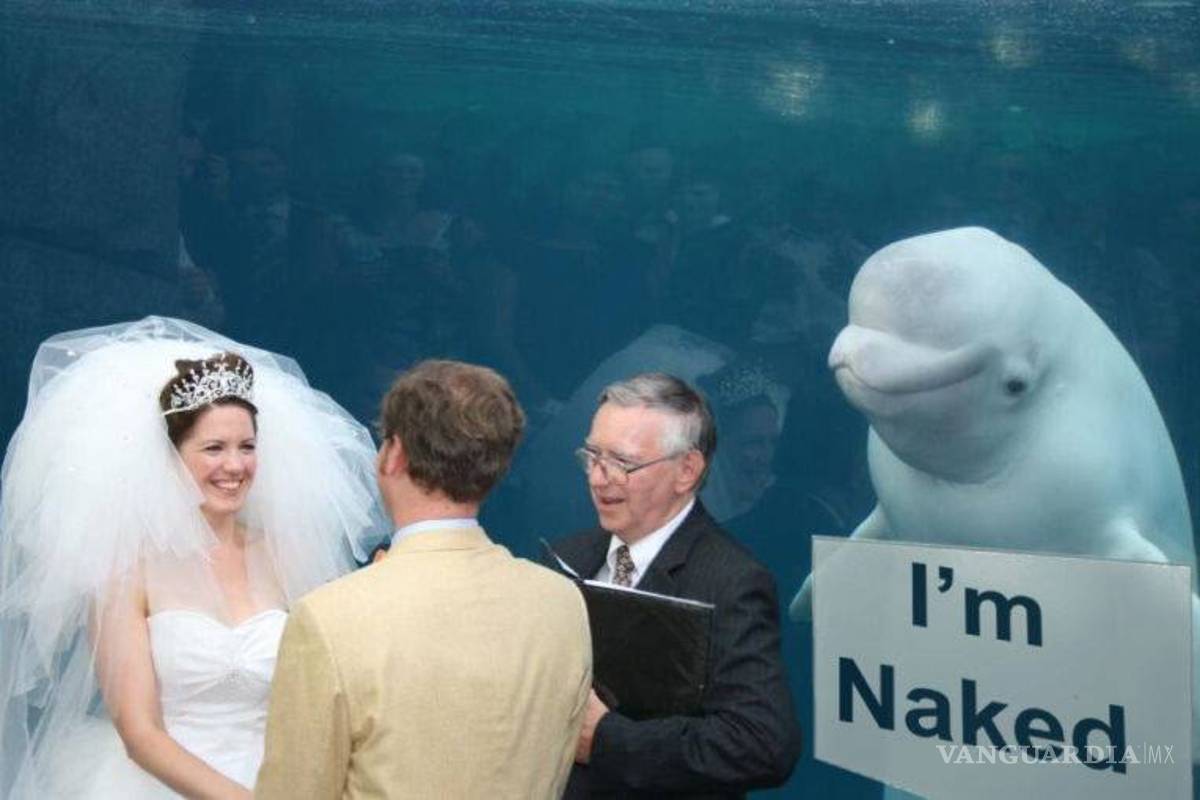 $!Ballena se aparece en boda y opaca a la novia