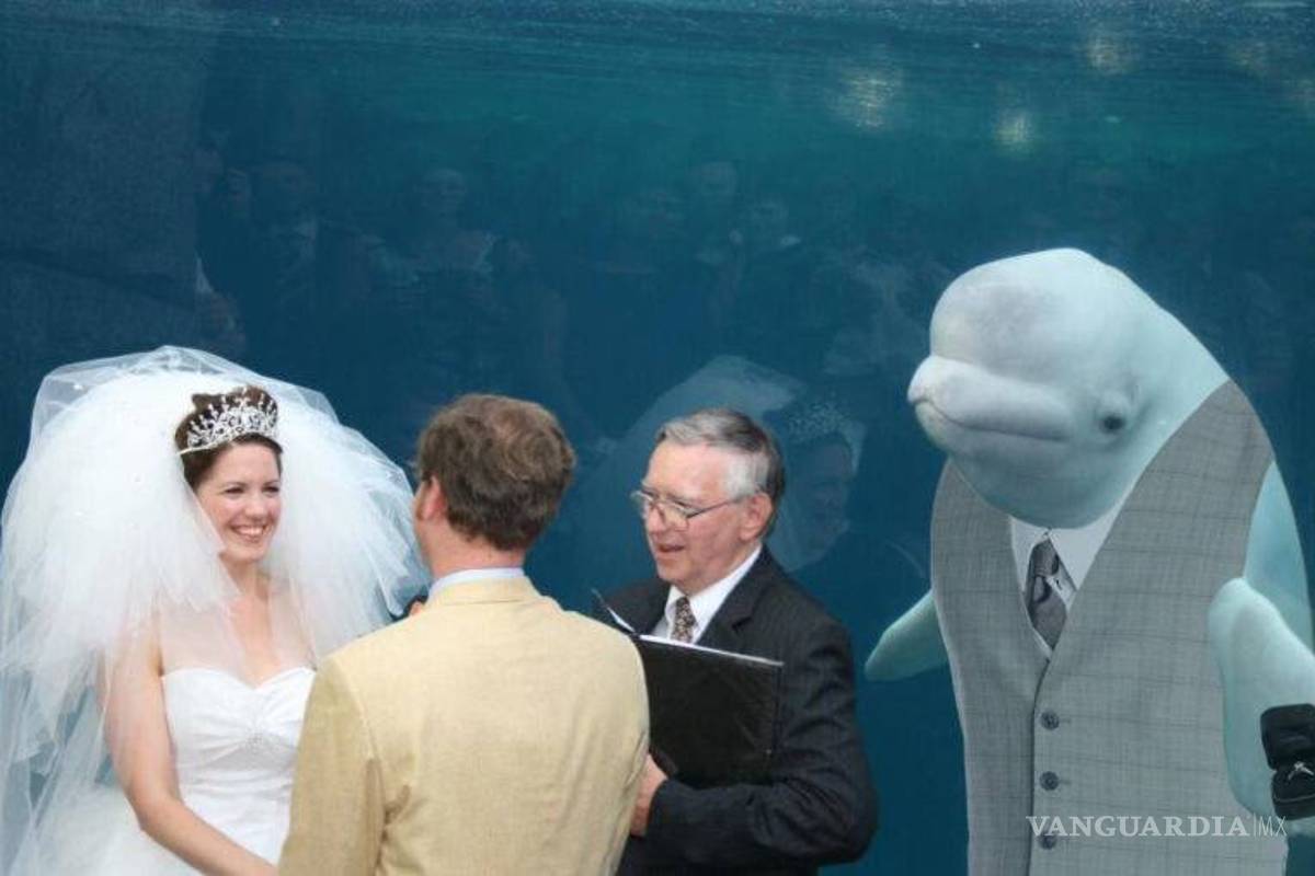 $!Ballena se aparece en boda y opaca a la novia