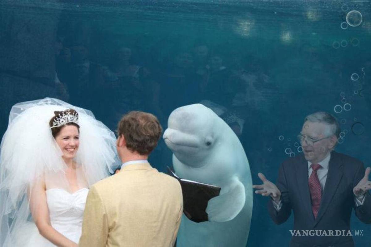 $!Ballena se aparece en boda y opaca a la novia