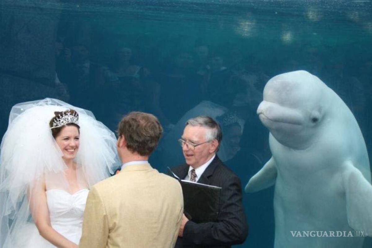 Ballena se aparece en boda y opaca a la novia