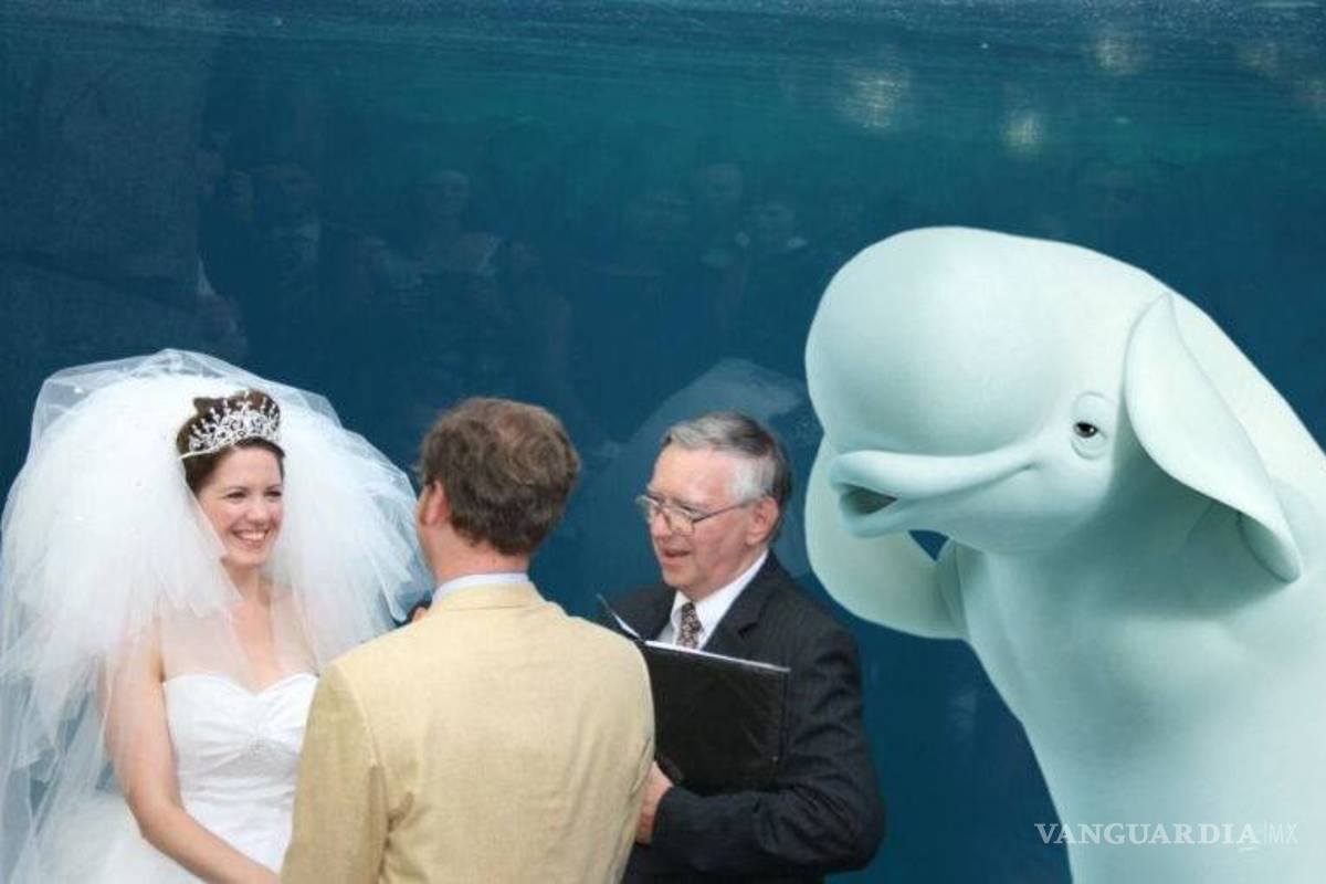 $!Ballena se aparece en boda y opaca a la novia