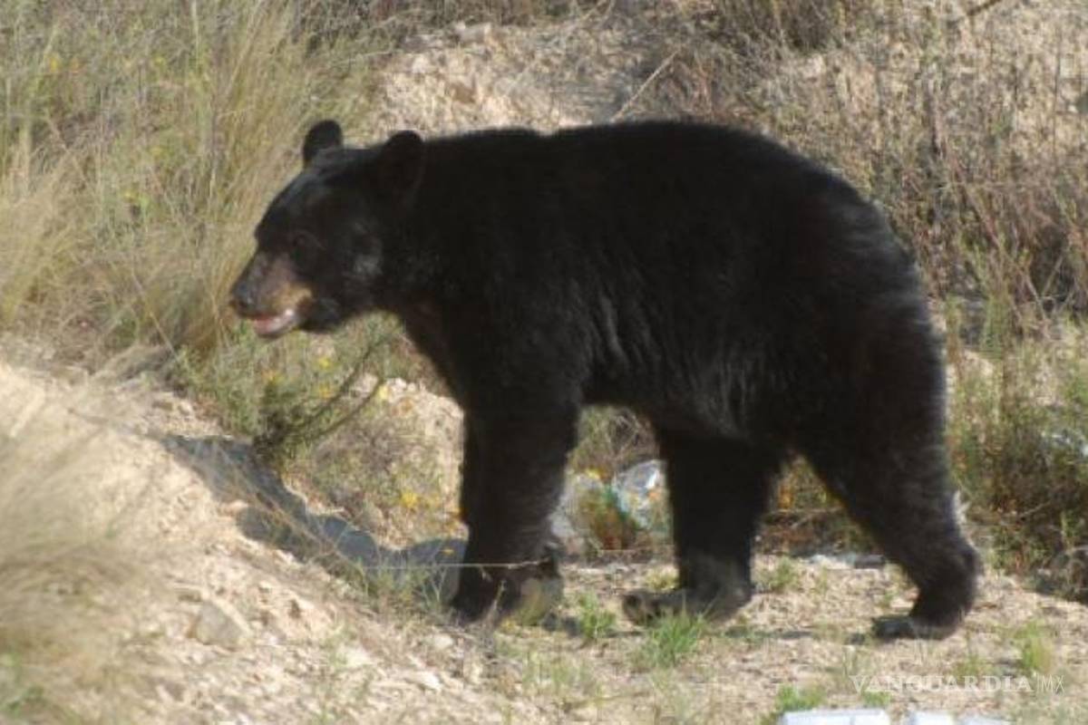 Alarma en ejido de Saltillo pérdidas de ganado por ataques de osos