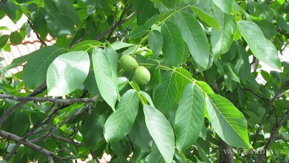 Productores coahuilenses esperan buena cosecha de nuez... y una lluvia otoñal