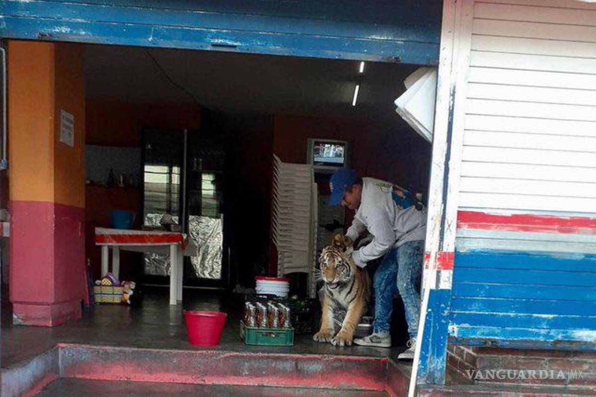 Tigre entró a taquería en Hidalgo