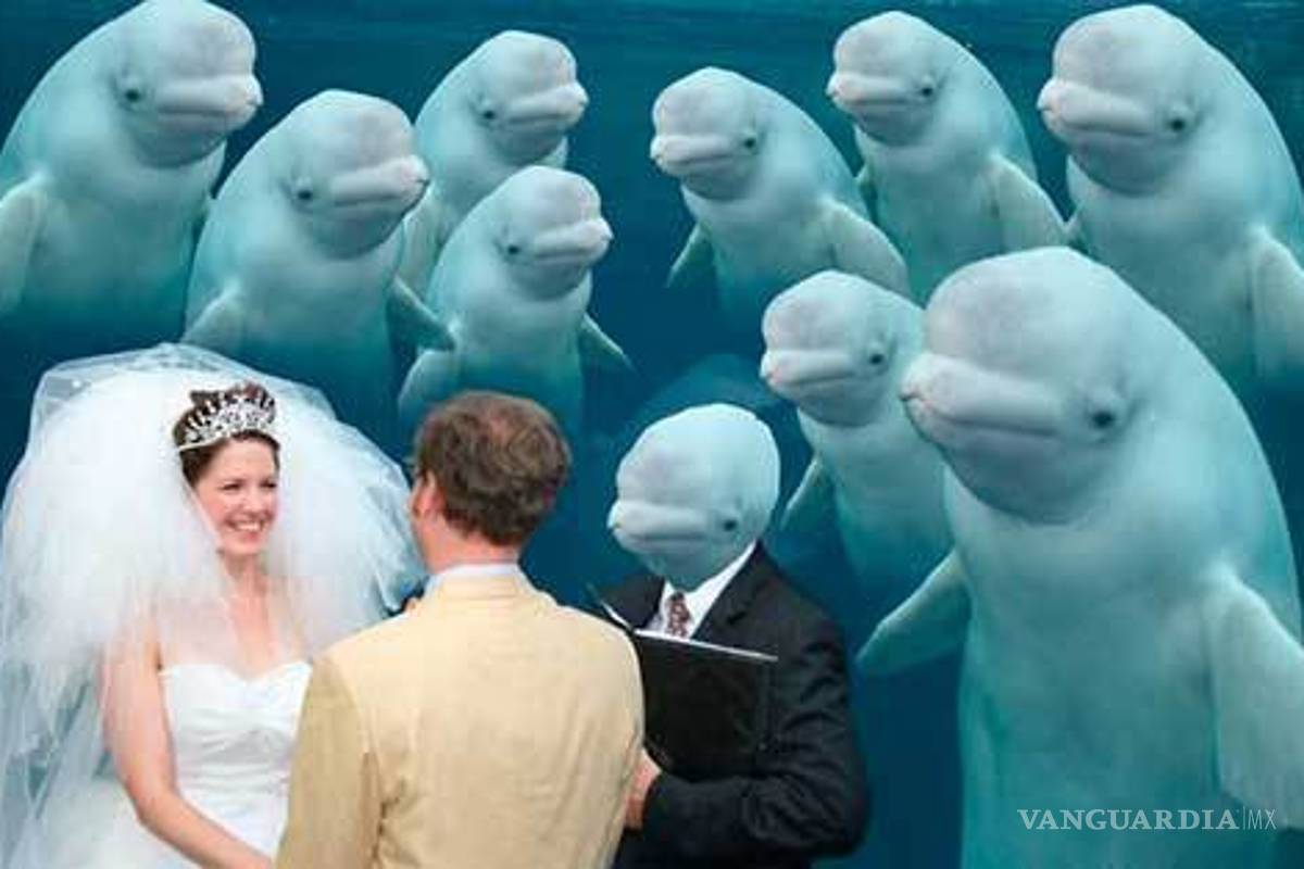 $!Ballena se aparece en boda y opaca a la novia