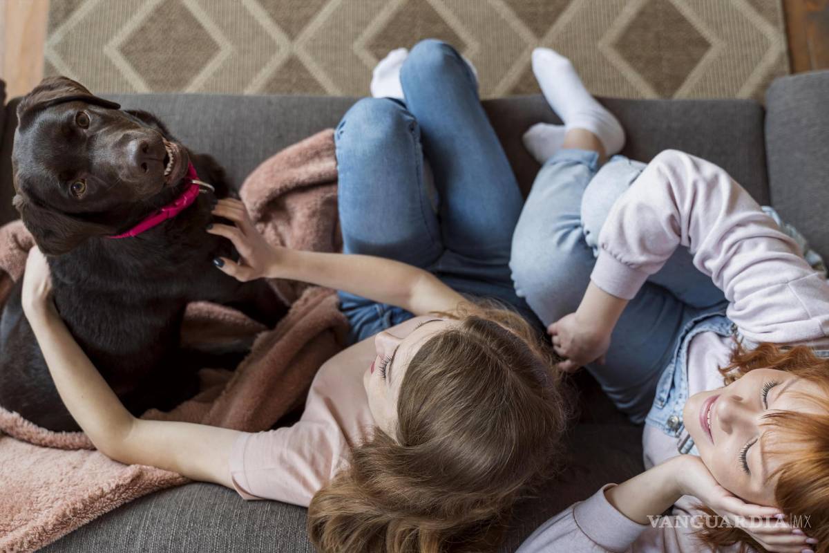 Animales de compañía, la nobleza en una mirada