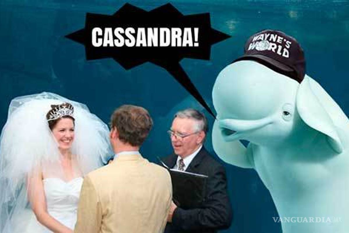 $!Ballena se aparece en boda y opaca a la novia