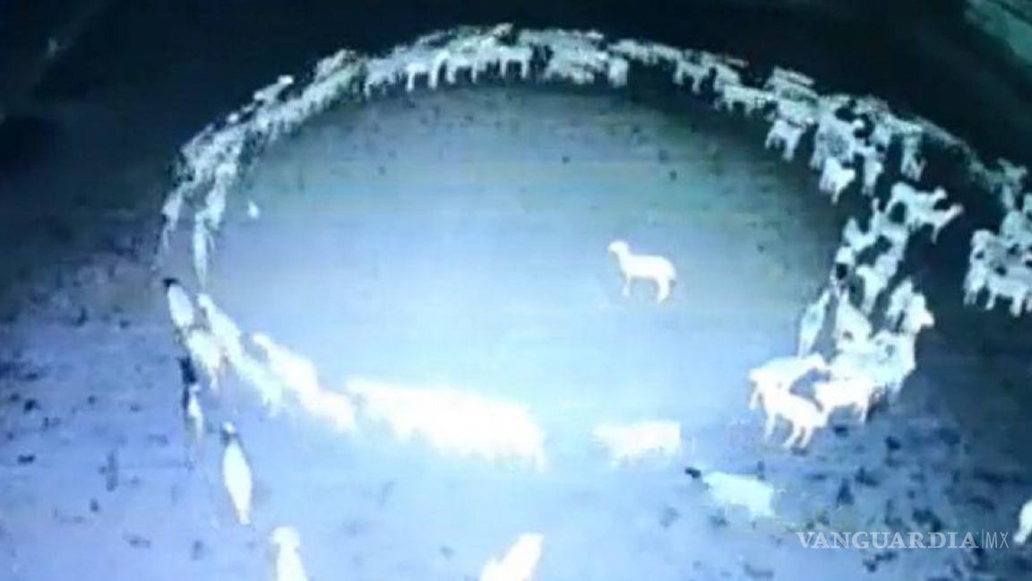 ¡Inexplicable!... ¿Por qué los animales andan en círculo?, el misterioso comportamiento de caballos, peces y ovejas (videos)