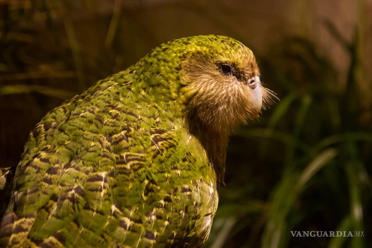 Sirocco, pájaro más famoso de Nueva Zelanda está desaparecido