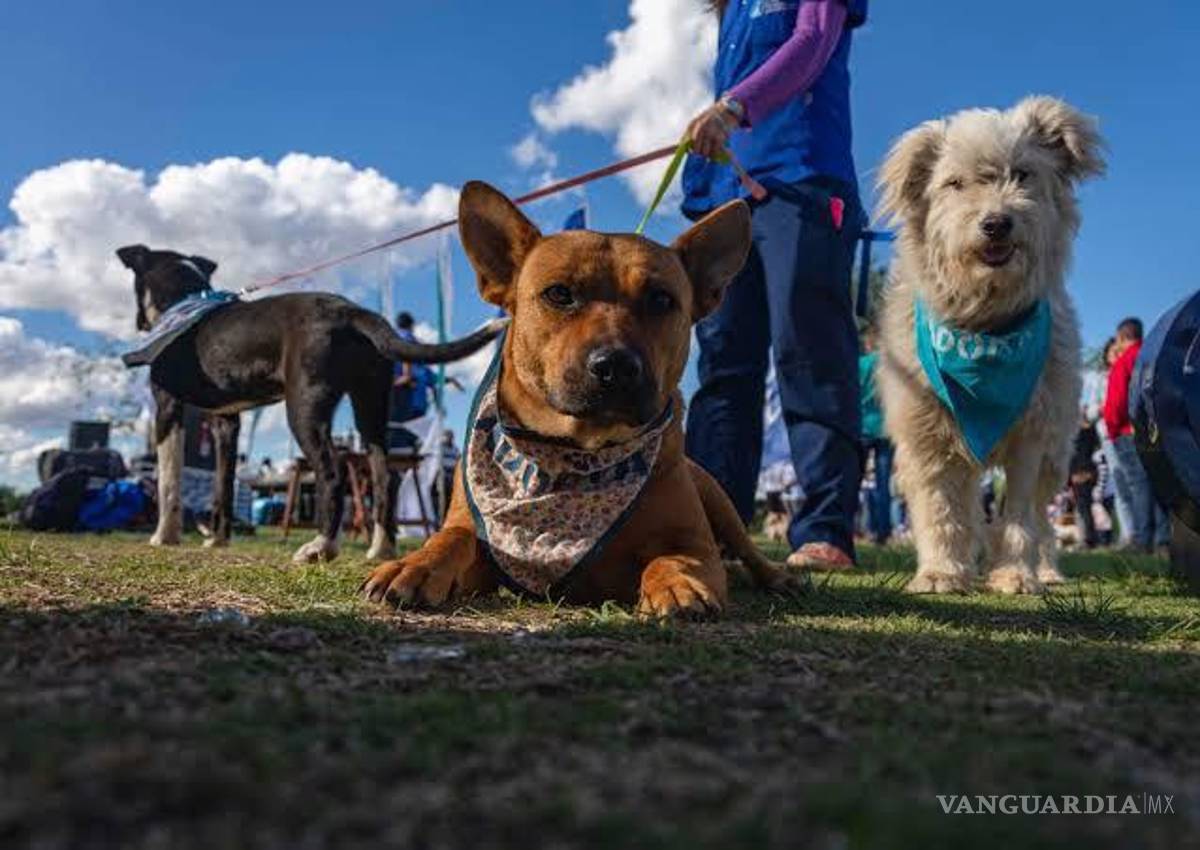 Saltillo: Invitan a recorrer el Camino del Cuatro para apoyar a perritos rescatados