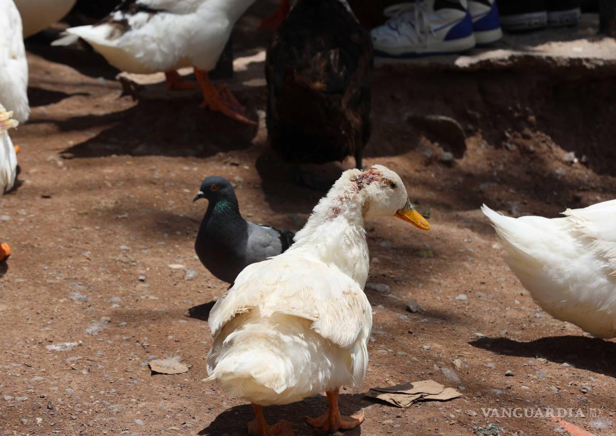 $!La sobrepoblación por abandono de aves genera enfrentamientos entre patos.
