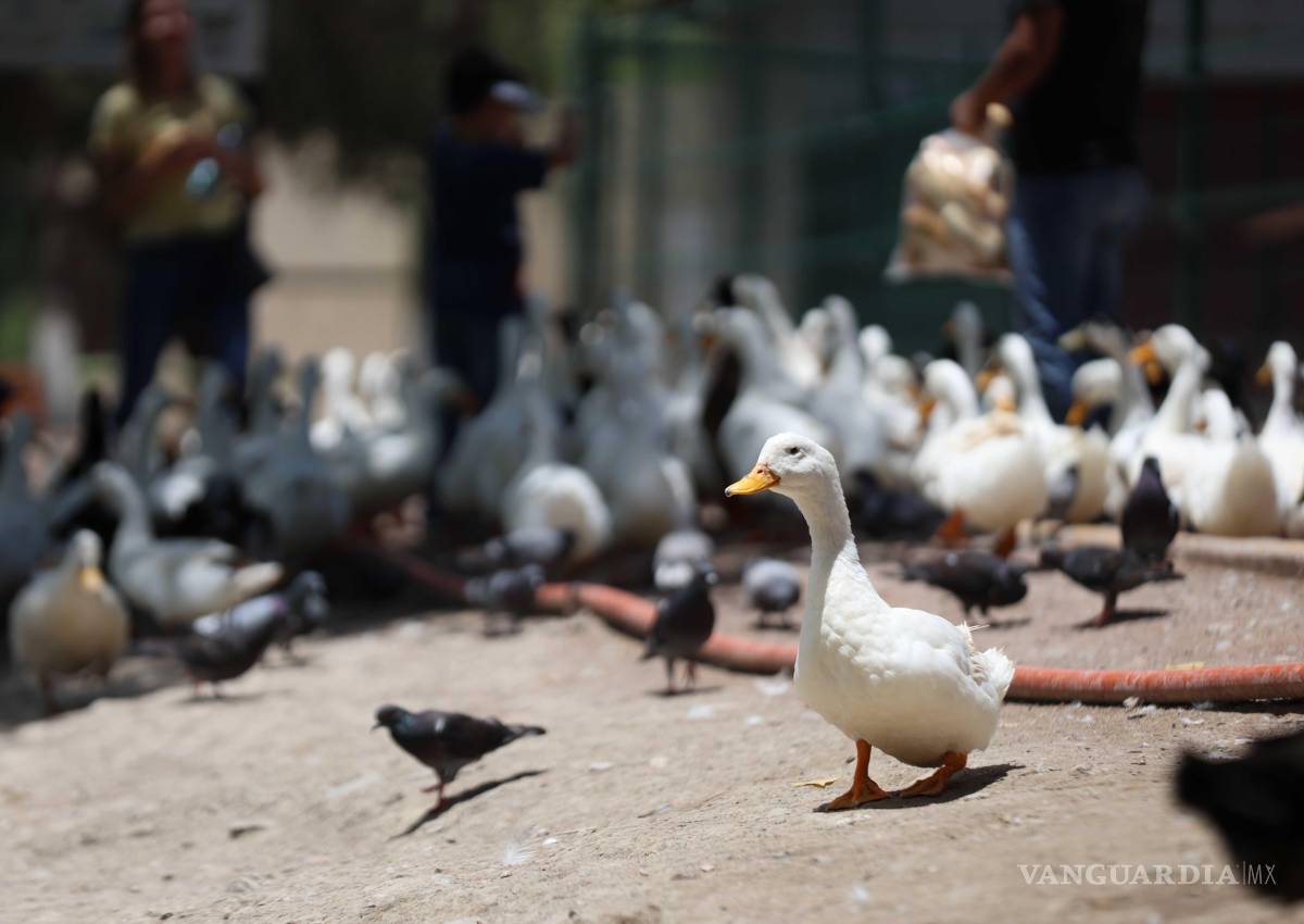 $!Ciudadanía continúa dejando patos en el lago, provocando desequilibrios territoriales.