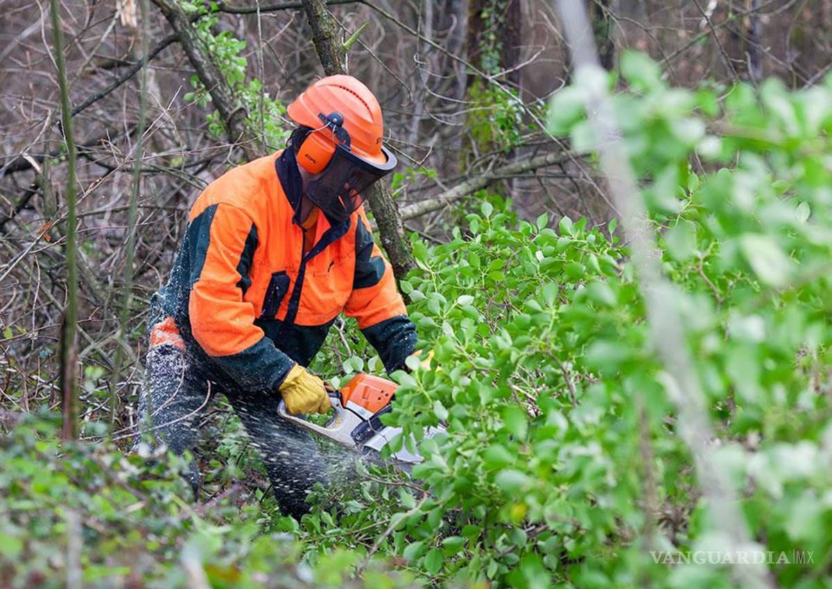 Por temporada de lluvias, frenan mil solicitudes de tala y poda en Saltillo