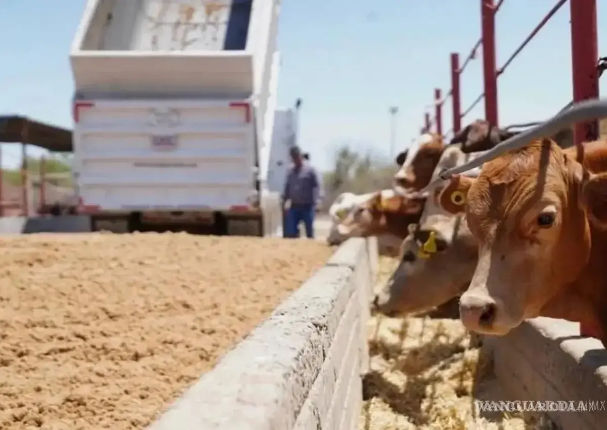 A punto de reabrirse la frontera de EU a la exportación de ganado, coinciden Sheinbaum y productores coahuilenses