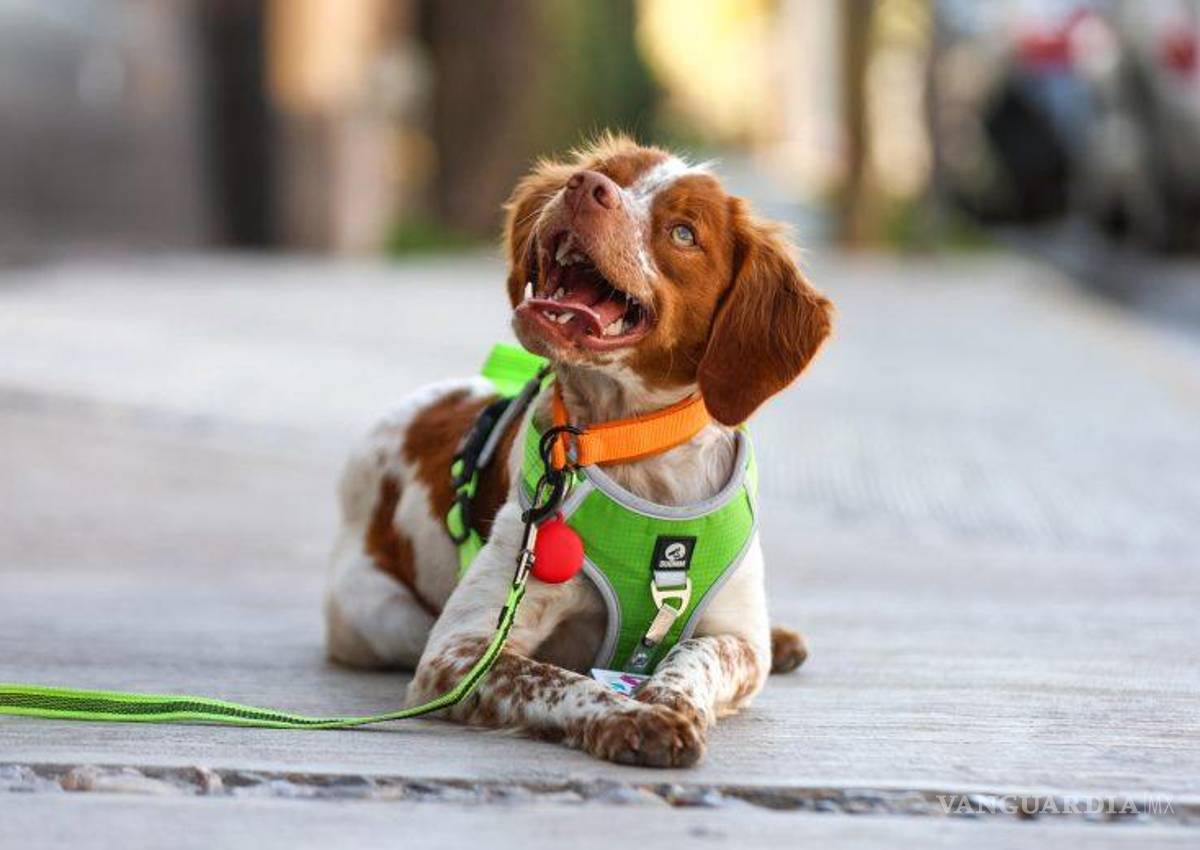 ‘Manchas’ tendrá compañero de trabajo; Aguas de Saltillo comprará otro canino para detectar fugas fantasma