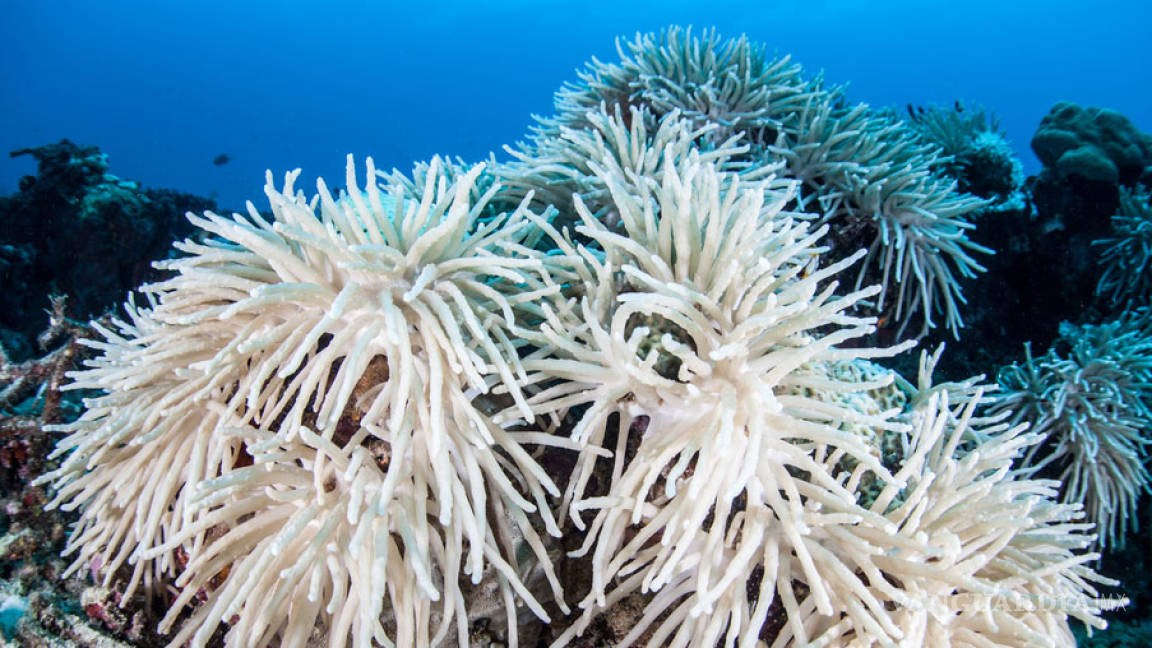 Océanos del mundo enfrentan la mayor mortandad de coral en la historia
