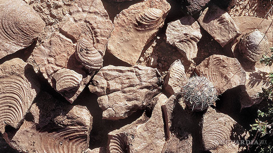 Volverán a Cuatro Ciénegas piezas fósiles robadas