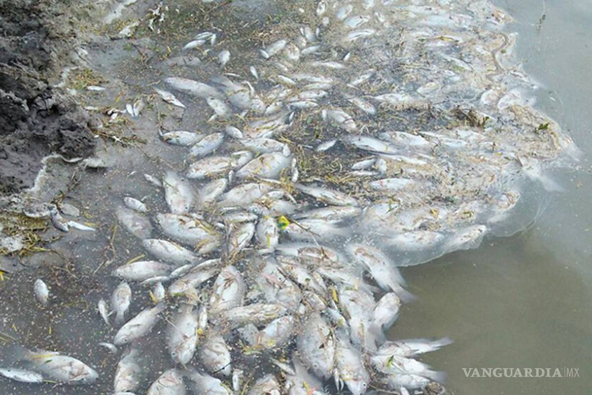 Piden a autoridades investigar muerte de masiva de peces en ejido de Nadadores