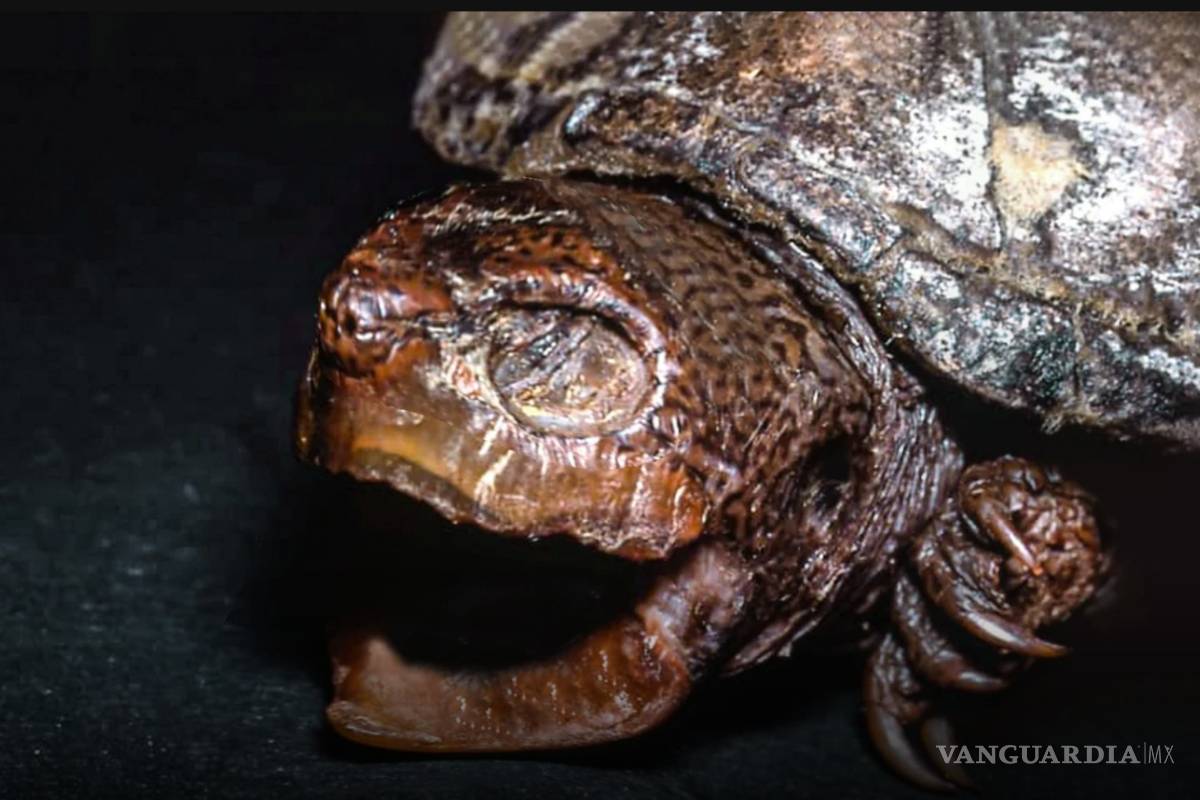 La trágica historia de la tortuga endémica que se extinguió en Coahuila