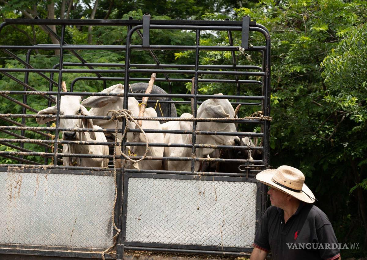 Coahuila busca exportar carne a Estados Unidos ante cierre de fronteras