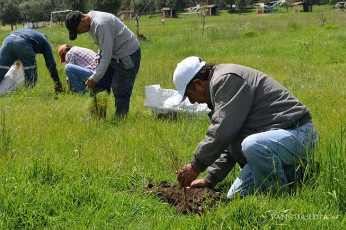Aplicará El Salvador recursos de México para Sembrando Vida en 2020