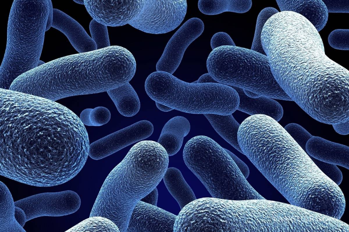 Las bacterias intestinales existen antes que el ser humano, revela estudio