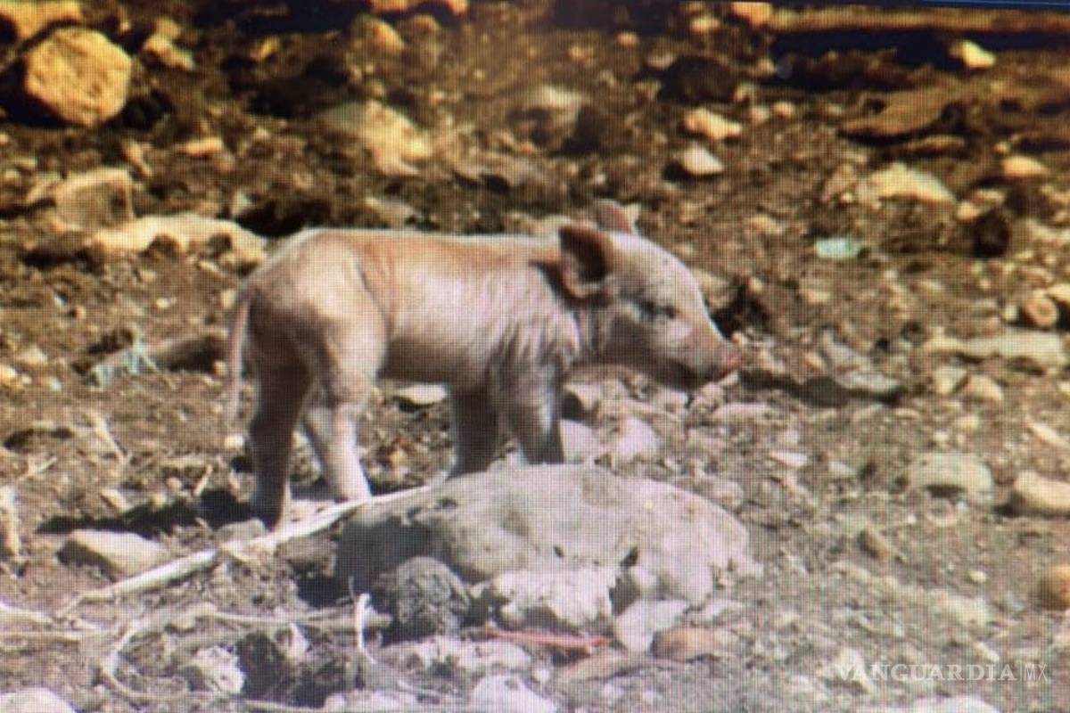 Policías acusados de robar puercos en Saltillo quedan libres por inconsistencias