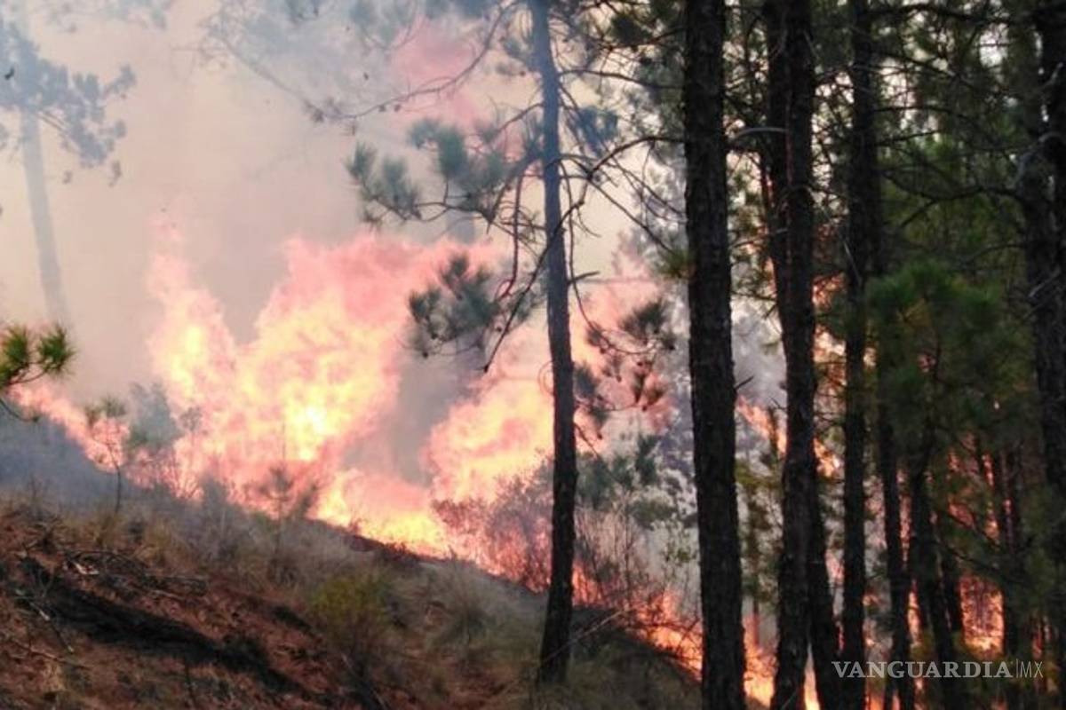 Incendio forestal, fuera de control en Veracruz