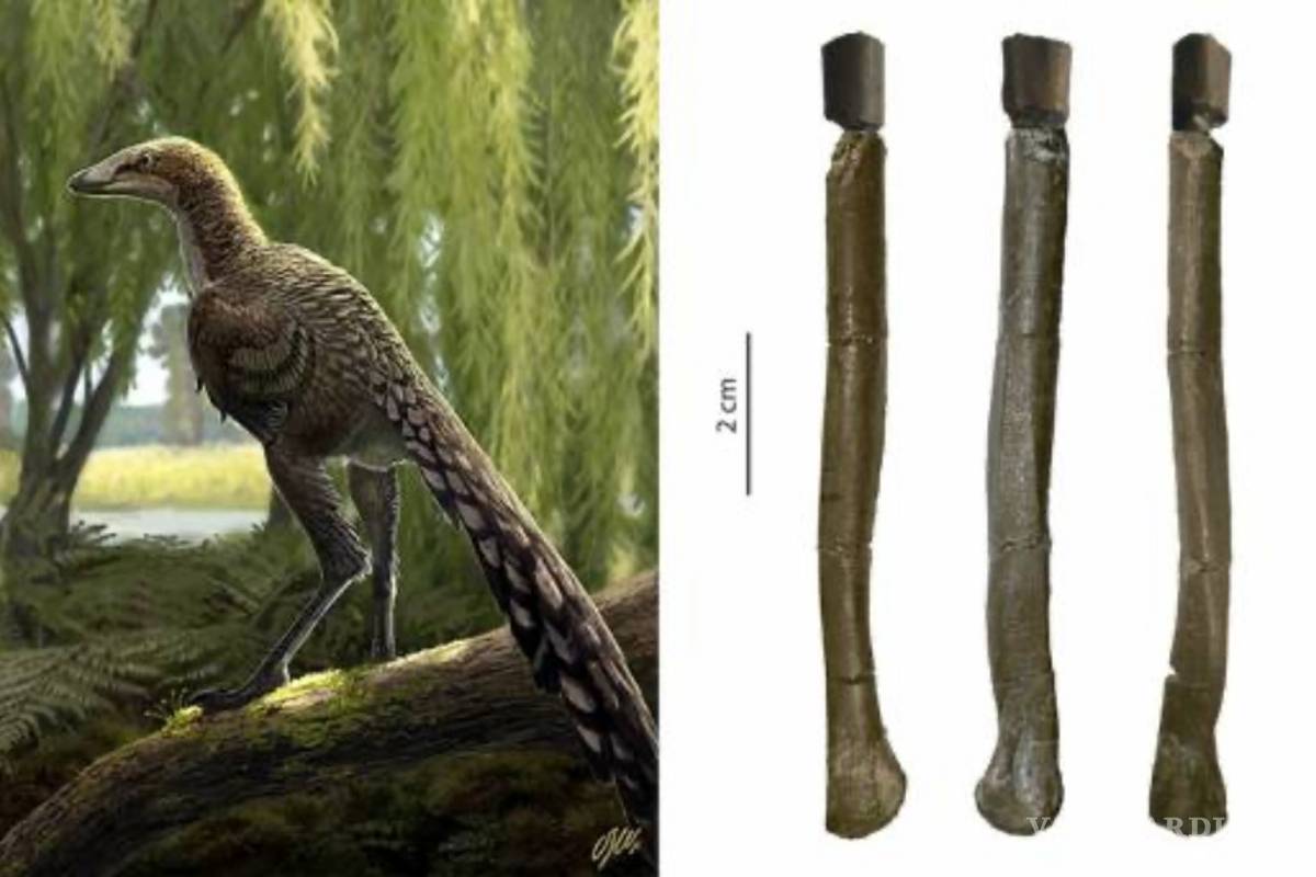 Tamarro insperatus, una nueva especie de dinosaurio carnívoro que vivió en los Pirineos