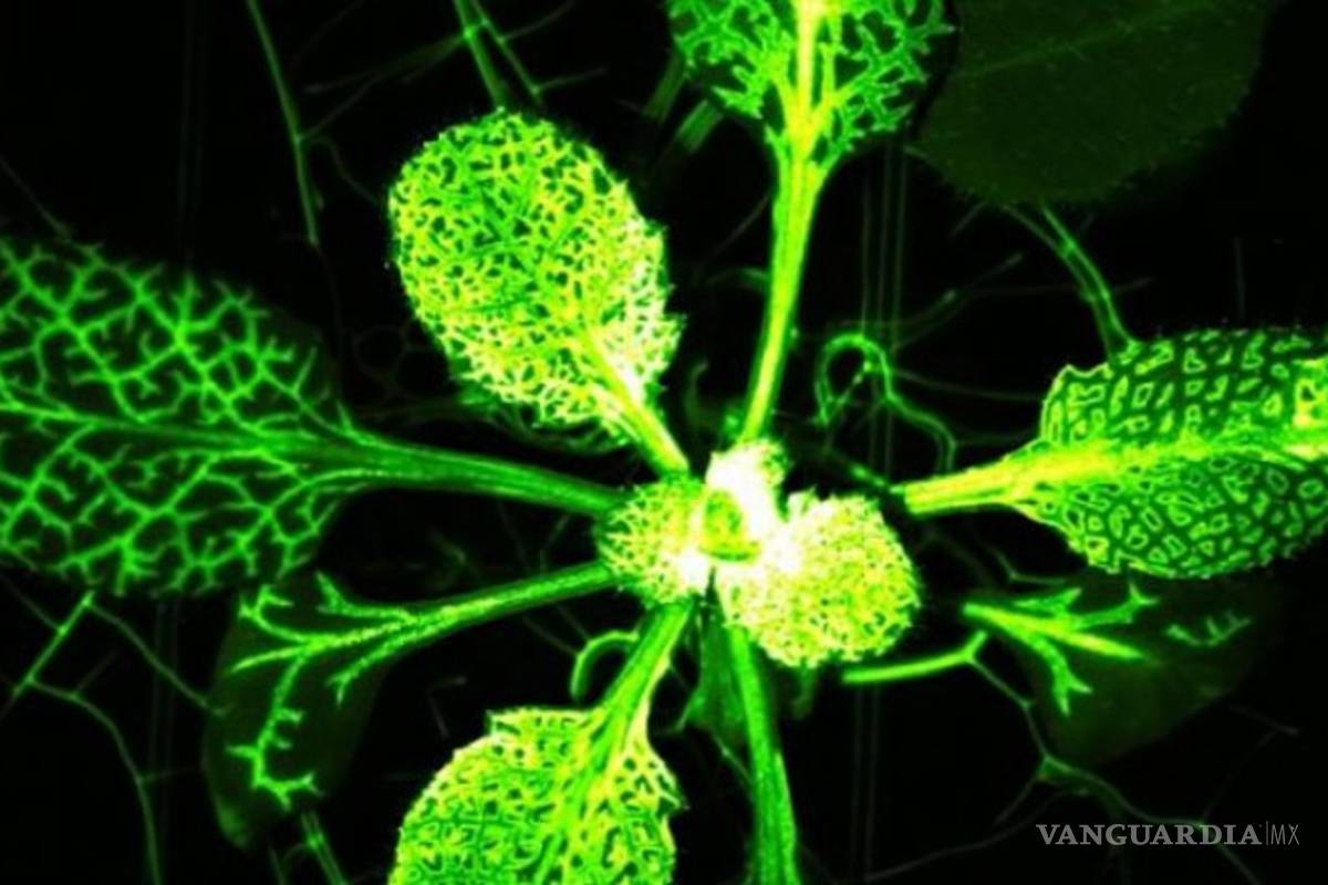 Las plantas sí sienten dolor, confirma experimento