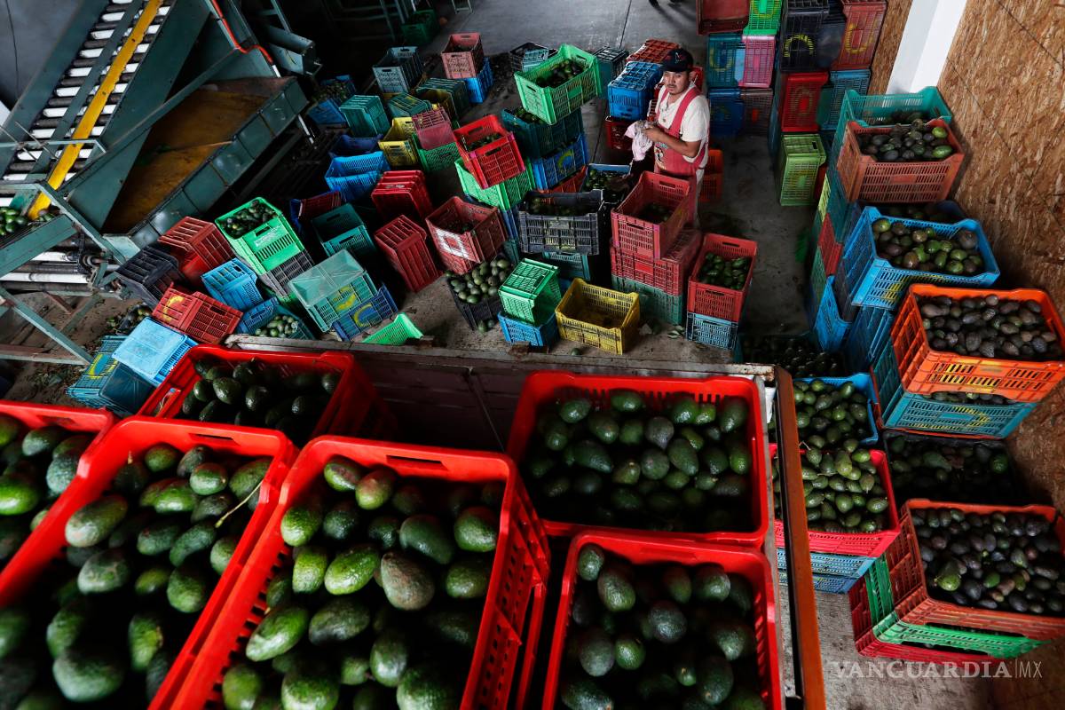 $!Producción de aguacates en México es un gran negocio, está amenazado por cárteles
