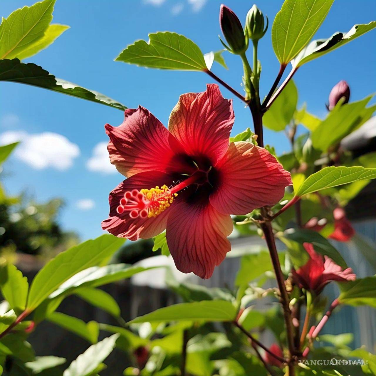 $!La flor de jamaica es parte de la cultura de nuestro país; llegó a México a bordo de la Nao de China y embarcaciones españolas.