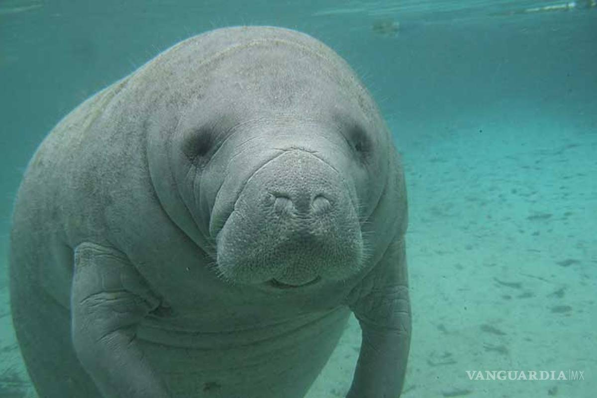 El manatí también está en peligro de extinción