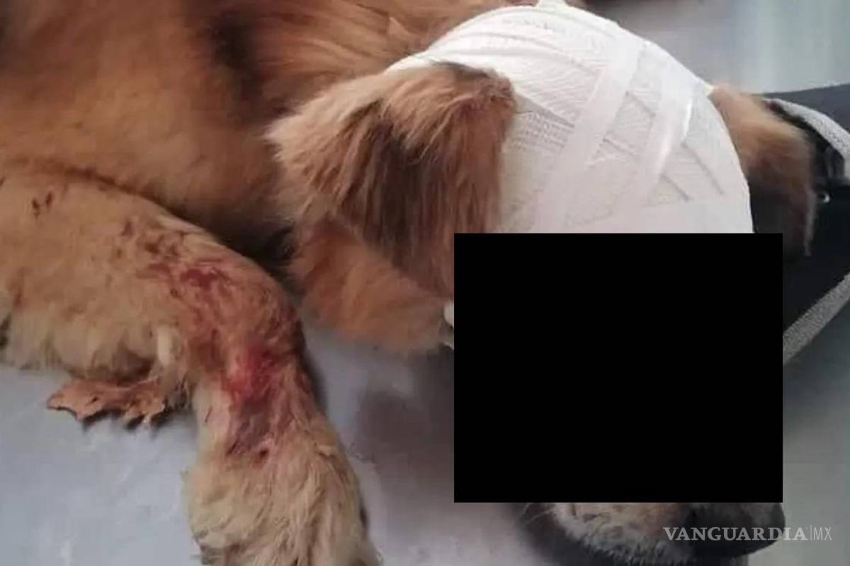 Exigen justicia para Zeus, perro que dejaron ciego en Oaxaca