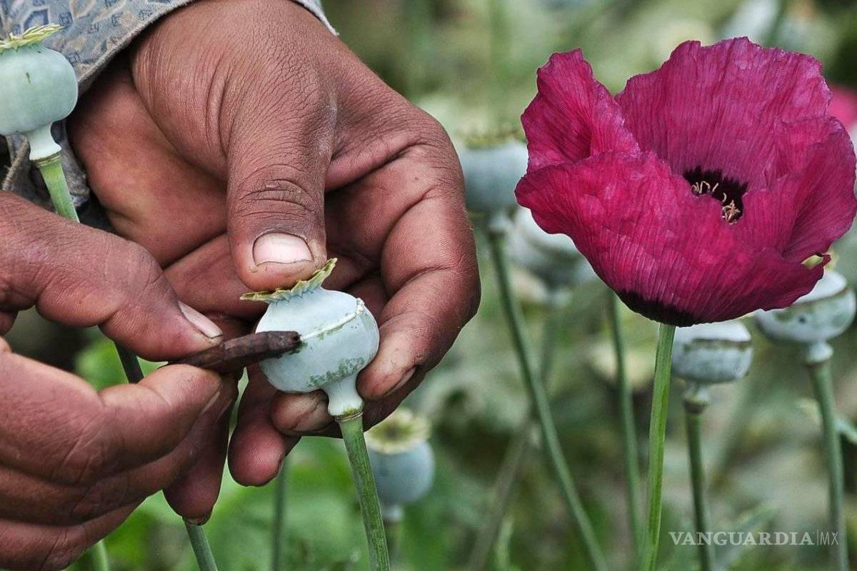 Campesinos de la sierra de Guerrero piden legalizar el cultivo de la amapola