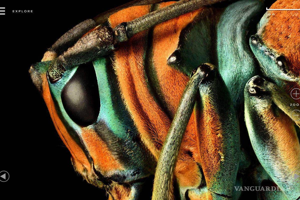 $!La exposición Insecta presenta imágenes de insectos con un nivel de detalle impresionante, capturados con hasta 10 mil tomas por el fotógrafo británico Levon Biss.