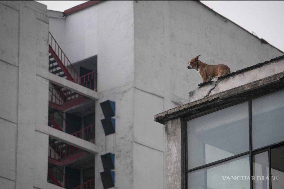 Cárcel y multa contra quienes abandonen perros en azoteas, en la CDMX