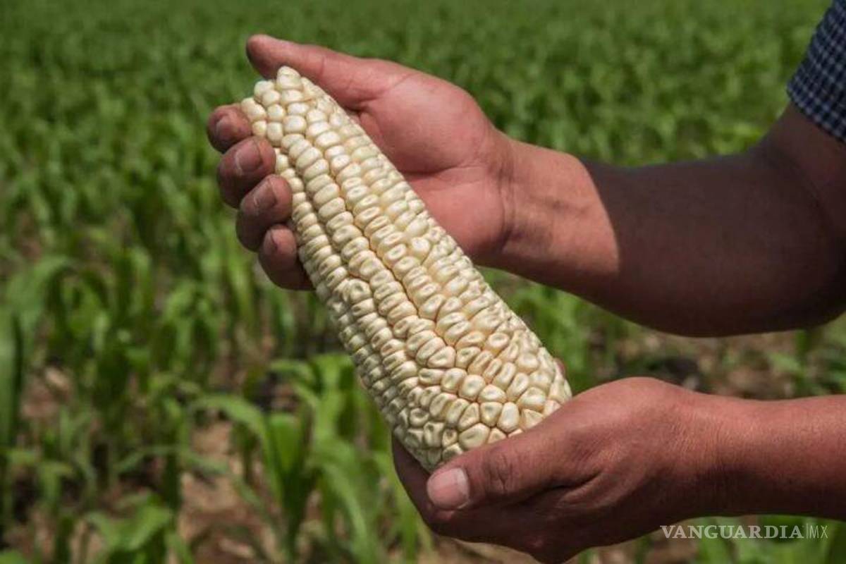México se dice ‘preparado’ para defenderse en panel de T-MEC por maíz transgénico
