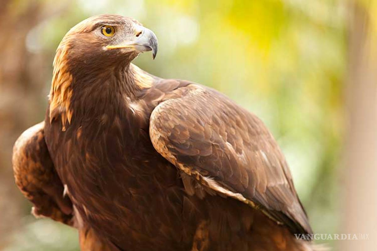 Águila real, un emblema de México