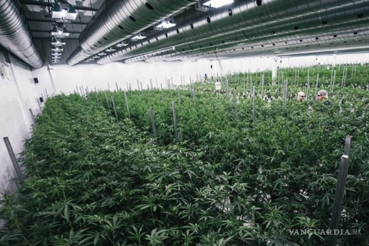 Canopy Growth, la compañía que apuesta por la mariguana legal