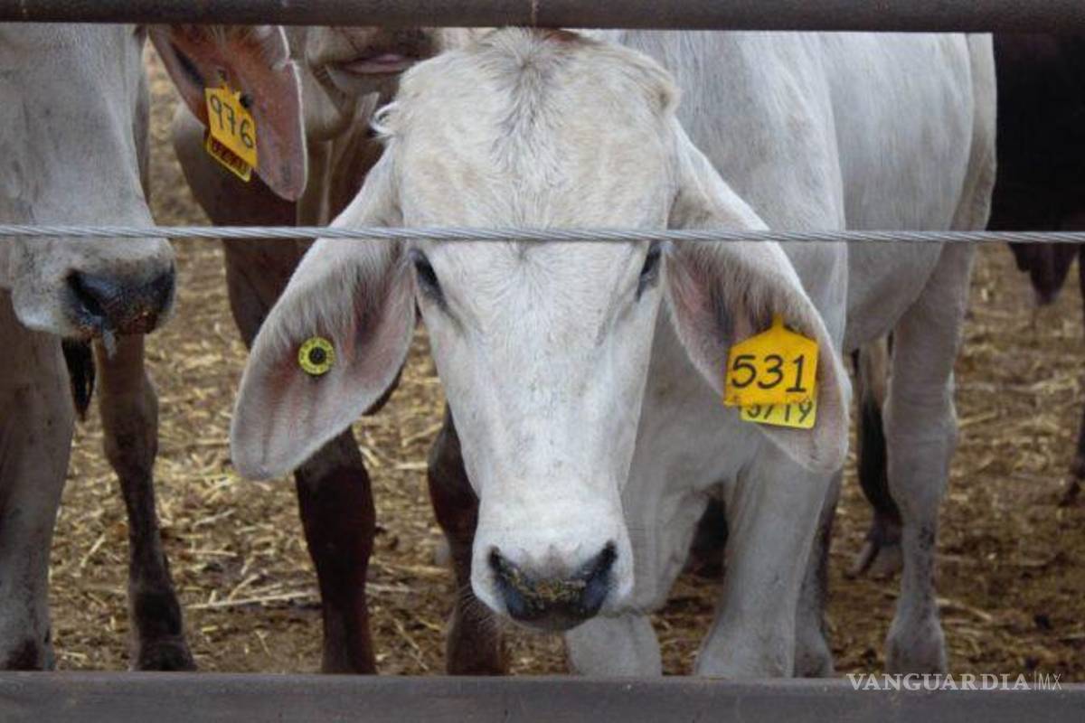 Acuerdan México y EU medidas contra el gusano barrenador para reactivar exportación de ganado