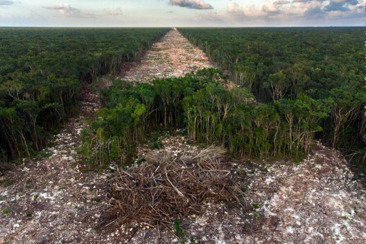 Mexicano gana premio por foto que muestra la devastación del Tren Maya