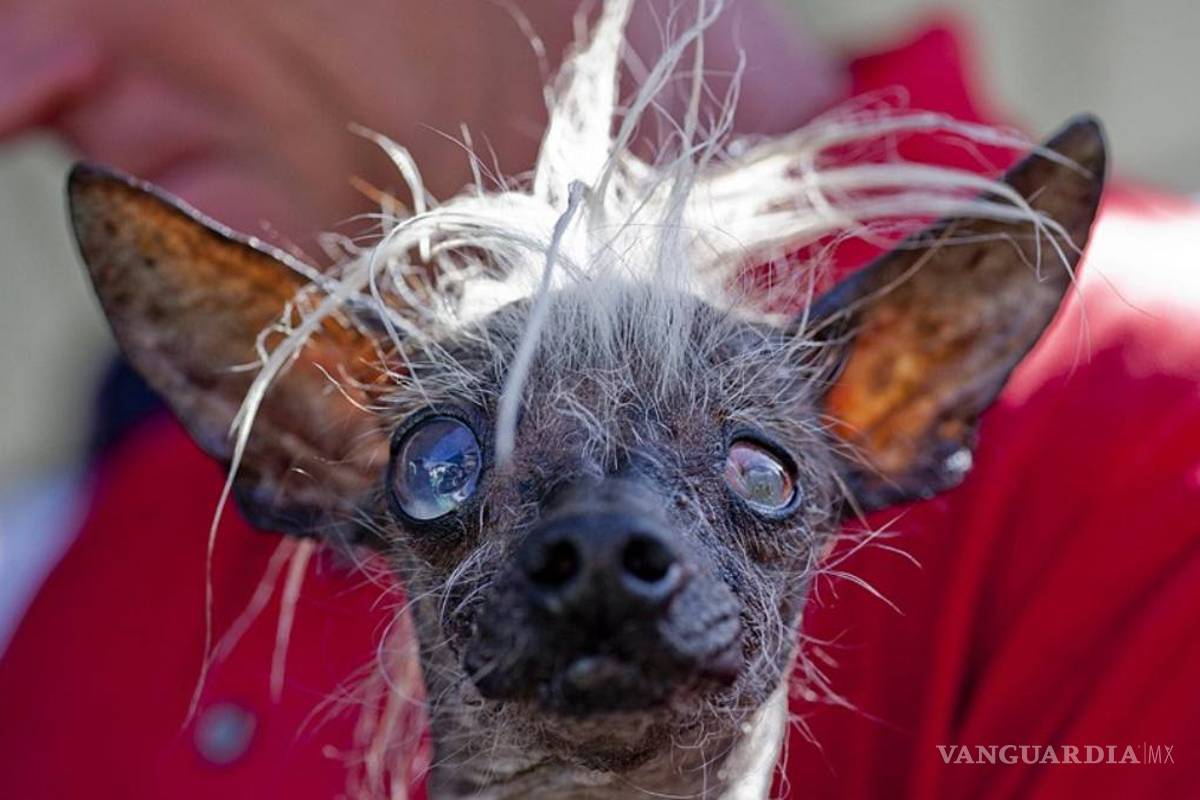 Sweepee Rambo es el perro más feo del mundo