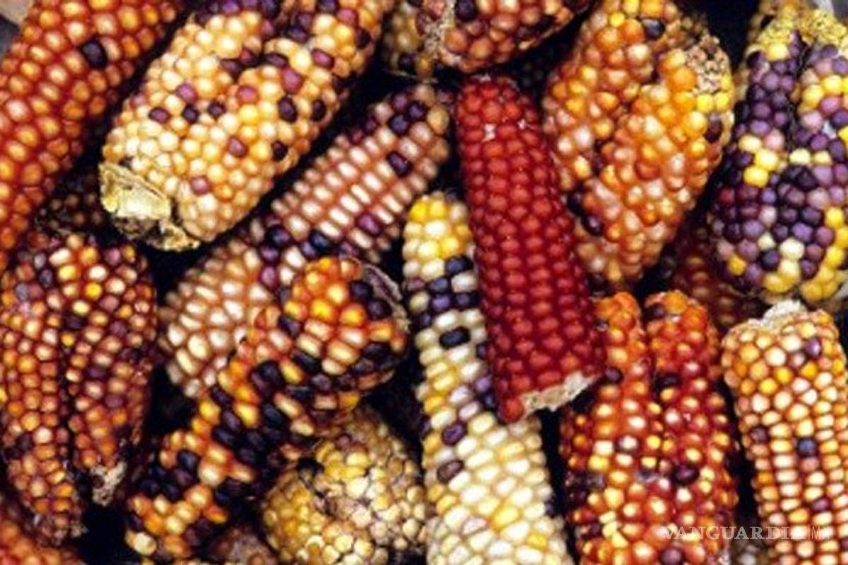 Sin cabida, el maíz transgénico en México: Semarnat