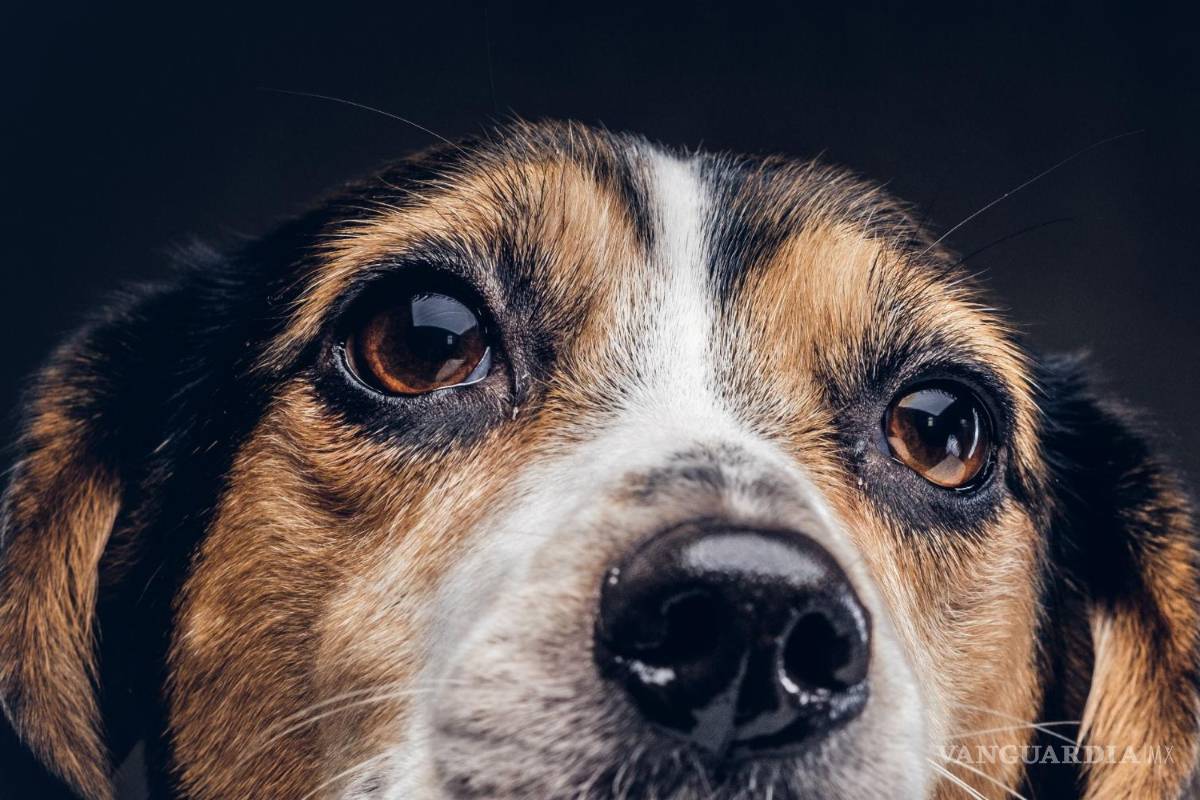 Activistas de Morena registran fotos de perros para lograr consulta de revocación de mandato de AMLO