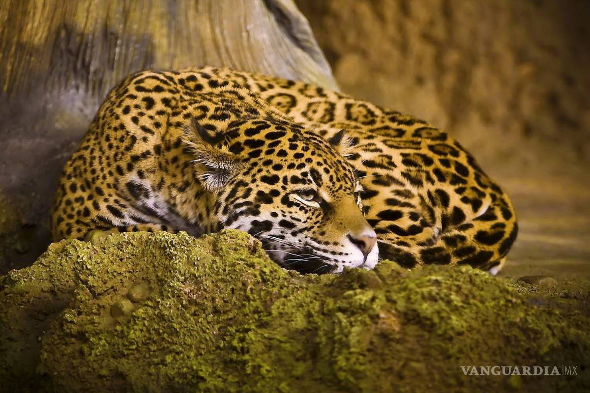 El jaguar y otras especies en peligro, estarán más en riesgo por el muro de Trump